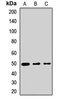 ISLET-1 / ISL1 Antibody