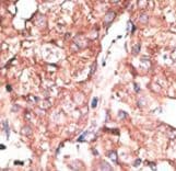 APG4B / ATG4B Antibody (aa358-390)