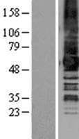 GPR50 Protein (Over-Expression Lysate Myc-DDK (Flag))