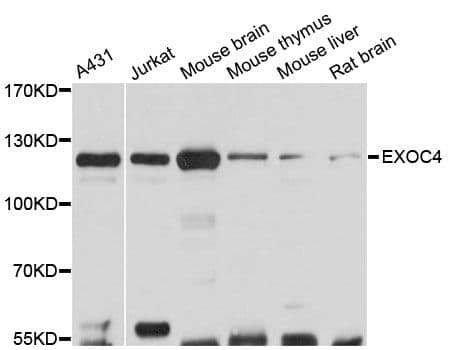 EXOC4 / SEC8 Antibody