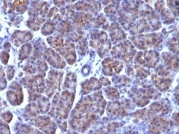 Golgi Body Antibody (clone AE-6)