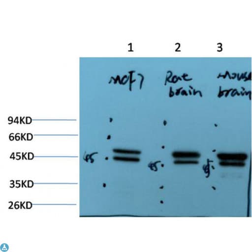 Monoclonal Mouse anti-Human TUBE1 / Tubulin Epsilon Antibody (WB)