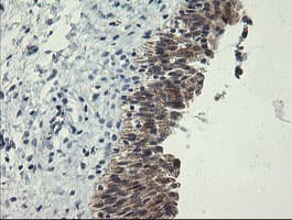POLR3C Antibody (clone OTI2H1)