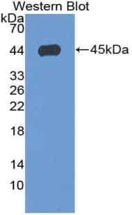 ANXA1 / Annexin A1 Antibody (aa1-346)