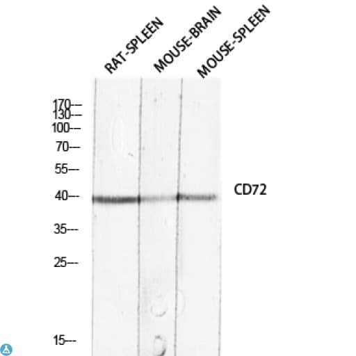 CD72 Antibody