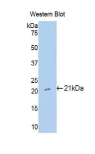 Cxcl15 Antibody (aa26-167, PE)