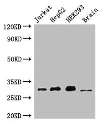 MBD3 Antibody