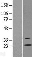 RGR Protein (Over-Expression Lysate Myc-DDK (Flag))