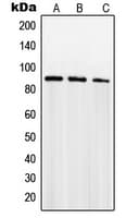 Polyclonal Rabbit anti-Human SENP5 Antibody (C-Terminus, IHC, WB)