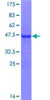 Human CHAC2 Protein (Recombinant GST)