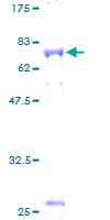 Human GFRA3 Protein (Recombinant GST)