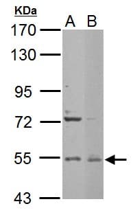 EDC3 Antibody (aa127-376)