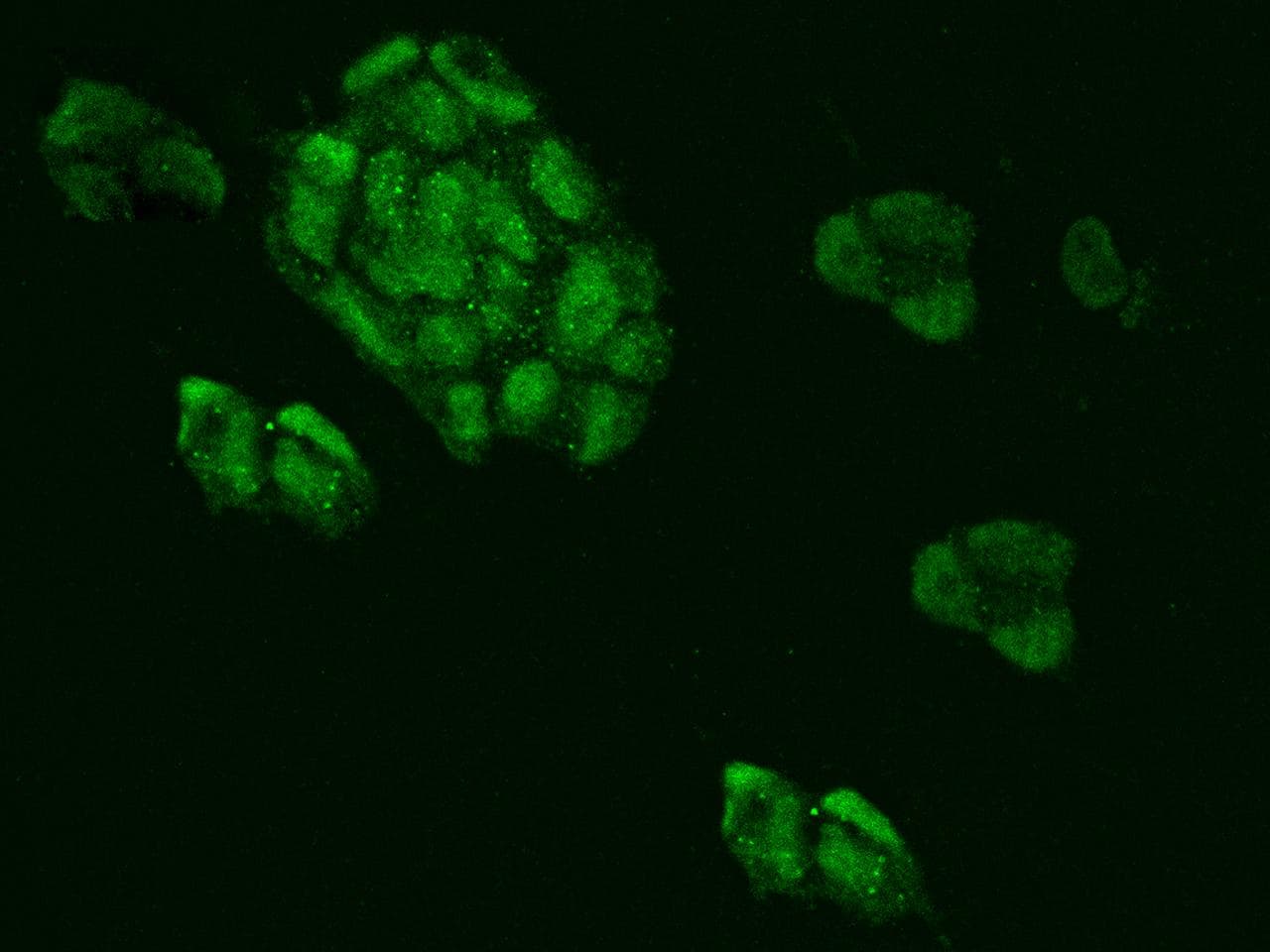 Polyclonal Rabbit anti-Human MRPL34 Antibody (IF)