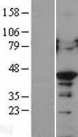 HNRNP-E2 / PCBP2 Protein (Over-Expression Lysate Myc-DDK (Flag))