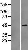 PAX7 Protein (Over-Expression Lysate Myc-DDK (Flag))