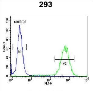 Polyclonal Rabbit anti-Human PCDH17 Antibody (aa1107-1136, WB)