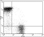 Monoclonal Hamster anti-Mouse CD3E Antibody (clone 145-2C11, FITC)