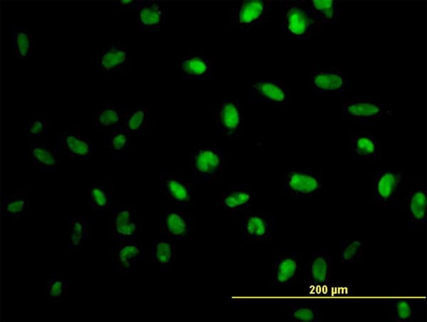 MPG Antibody (clone 1G6)
