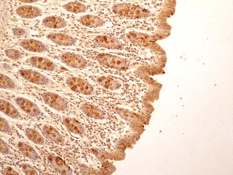 IL27RA Antibody (aa200-250, clone 34N4G11)