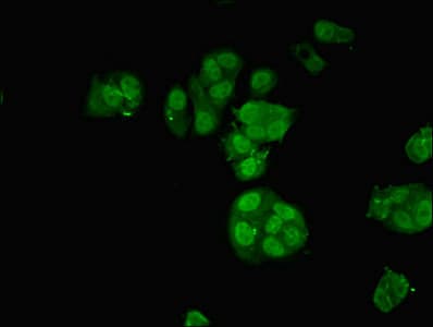 ARA70 / NCOA4 Antibody (aa1-280)
