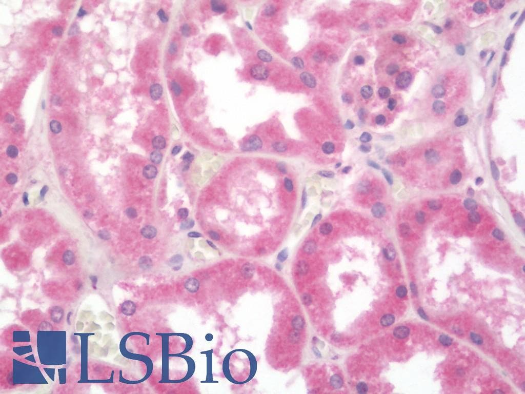 IHC-plus™ ATG4A Antibody