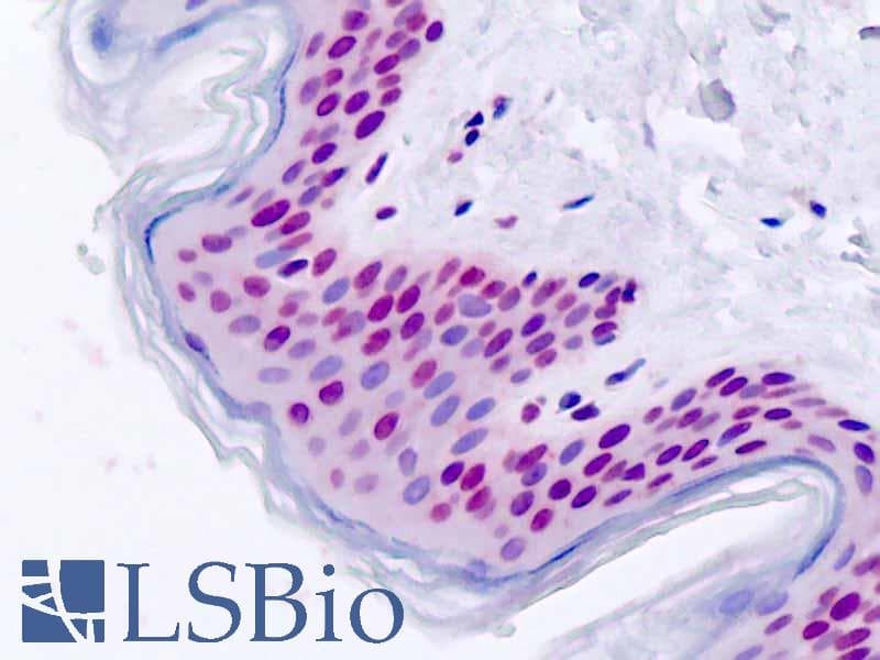 IHC-plus™ FOXD1 Antibody (aa1-30)