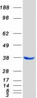 Human COPE Protein (Recombinant Myc-DDK (Flag))