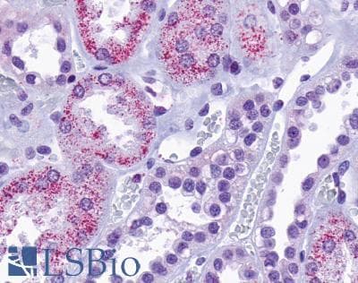 PathPlus™ TAAR8 Antibody (Cytoplasmic Domain)