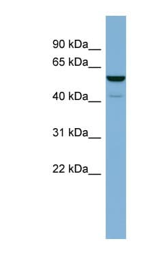 LAP3 Antibody (aa71-120)