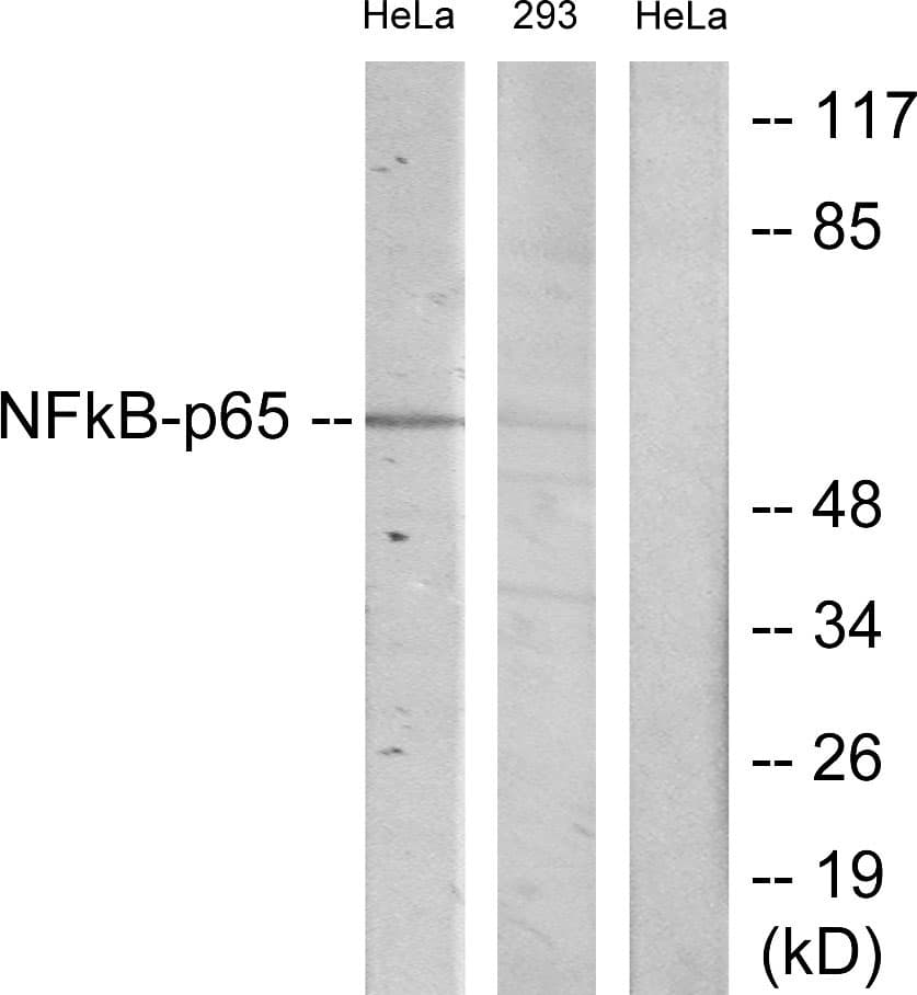 IHC-plus™ RELA / NFKB p65 Antibody (aa435-484)