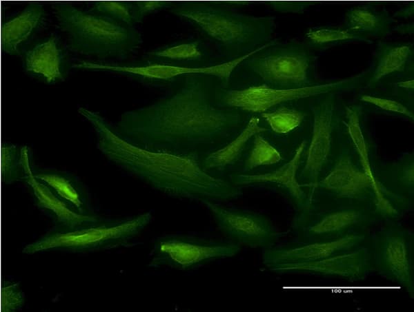 BNIP1 Antibody (clone 1G7)