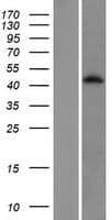 HTR1D / 5-HT1D Receptor Protein (Over-Expression Lysate Myc-DDK (Flag))