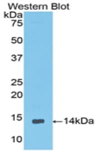 CCDC60 Antibody (aa127-236)