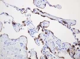 Monoclonal Mouse anti-Human EMA / MUC1 Antibody (clone OTI4A5, IHC, IF, WB)