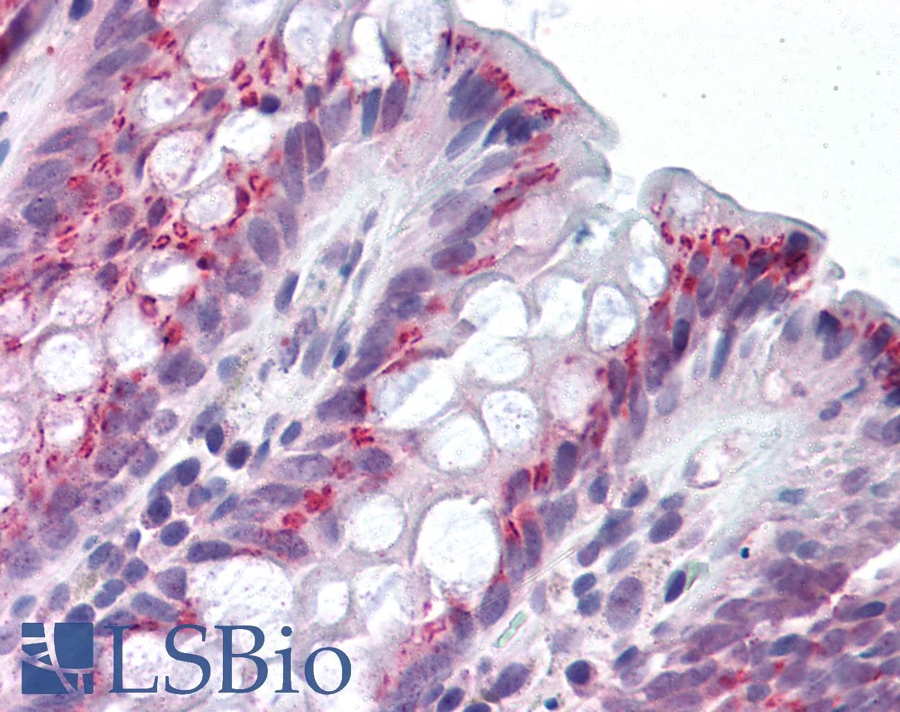 IHC-plus™ IDO1 / IDO Antibody (aa129-141)
