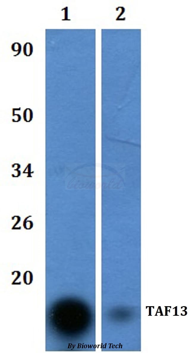 TAF13 Antibody