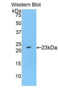 SIGLEC12 Antibody (aa317-512, PE)