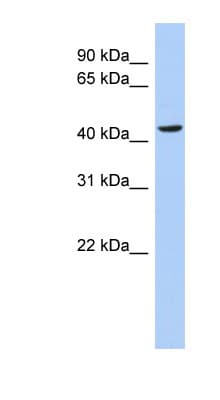 MYC / c-Myc Antibody (aa35-84)