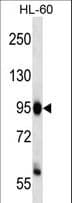 ZHX3 Antibody (aa645-674)