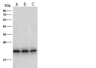 PDGF-AA Antibody (Preservative Free)