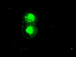 ID2 Antibody (clone OTI9A8)