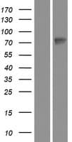 WEE1 Protein (Over-Expression Lysate Myc-DDK (Flag))