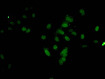 HIST1H3A Antibody