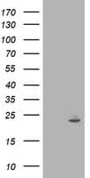 IFI35 Antibody (clone OTI1C9)