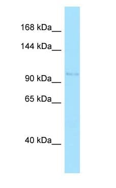 ARHGEF1 Antibody (aa230-279)