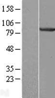 CENTB1 / ACAP1 Protein (Over-Expression Lysate Myc-DDK (Flag))