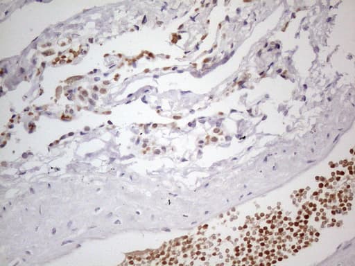 TNFSF5IP1 / CLAST3 Antibody (clone OTI1E8)