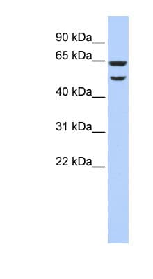 EIF3E Antibody (aa36-85)
