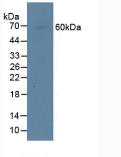 CENPI / CENP-I Antibody (aa292-528)