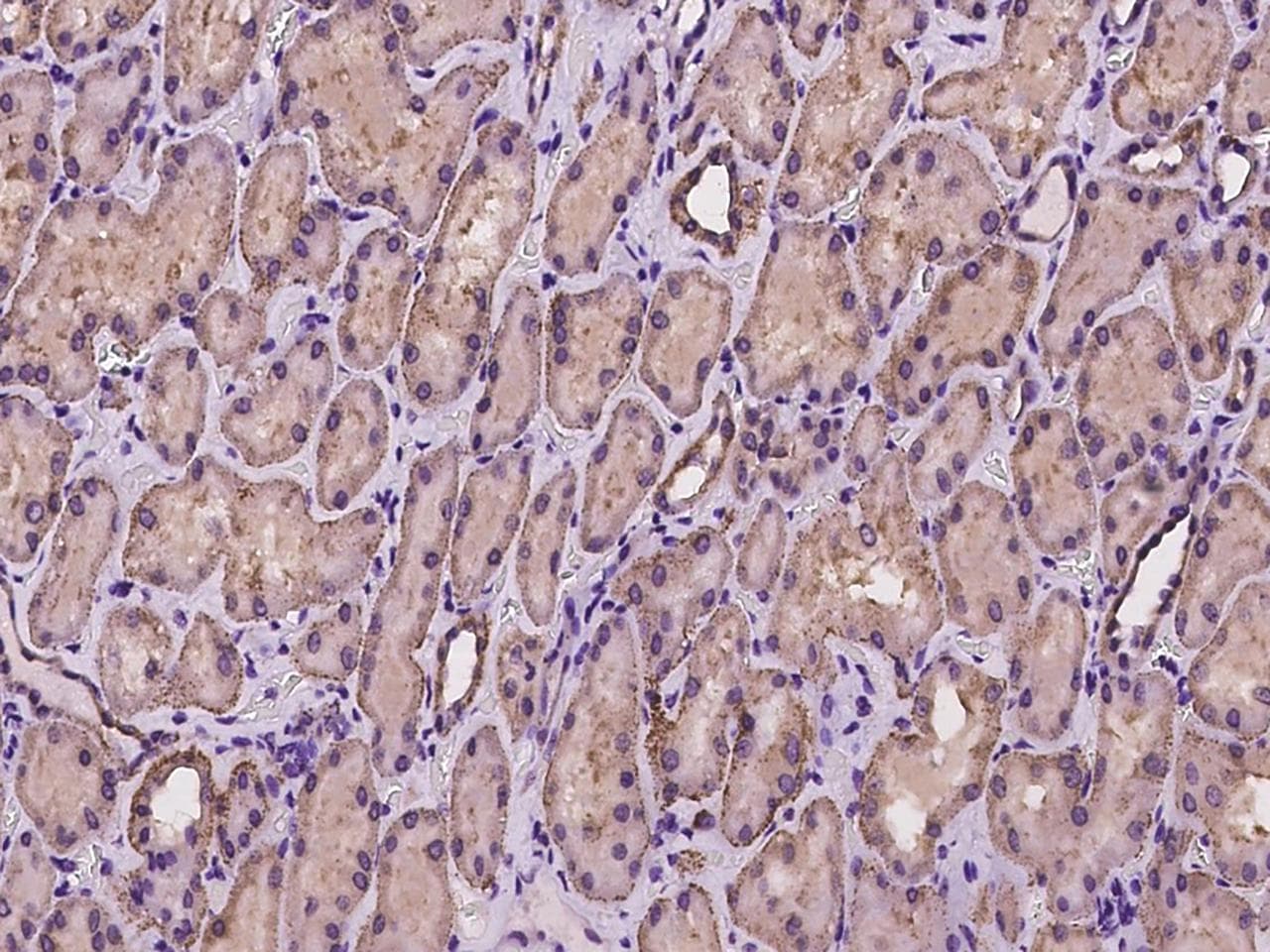CSAD / CSD Antibody